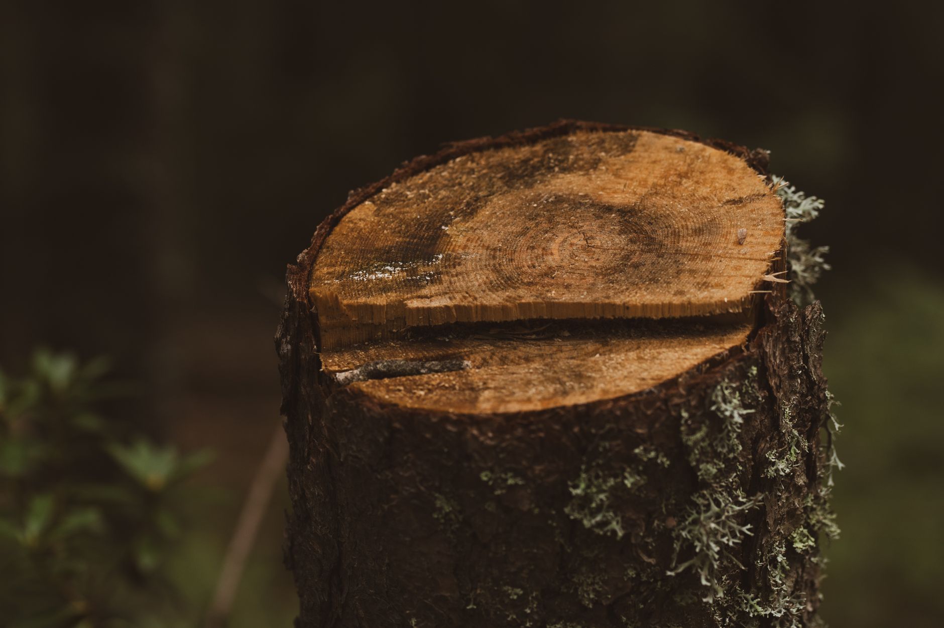 Tree Removal — Bunkhouse Tree Service