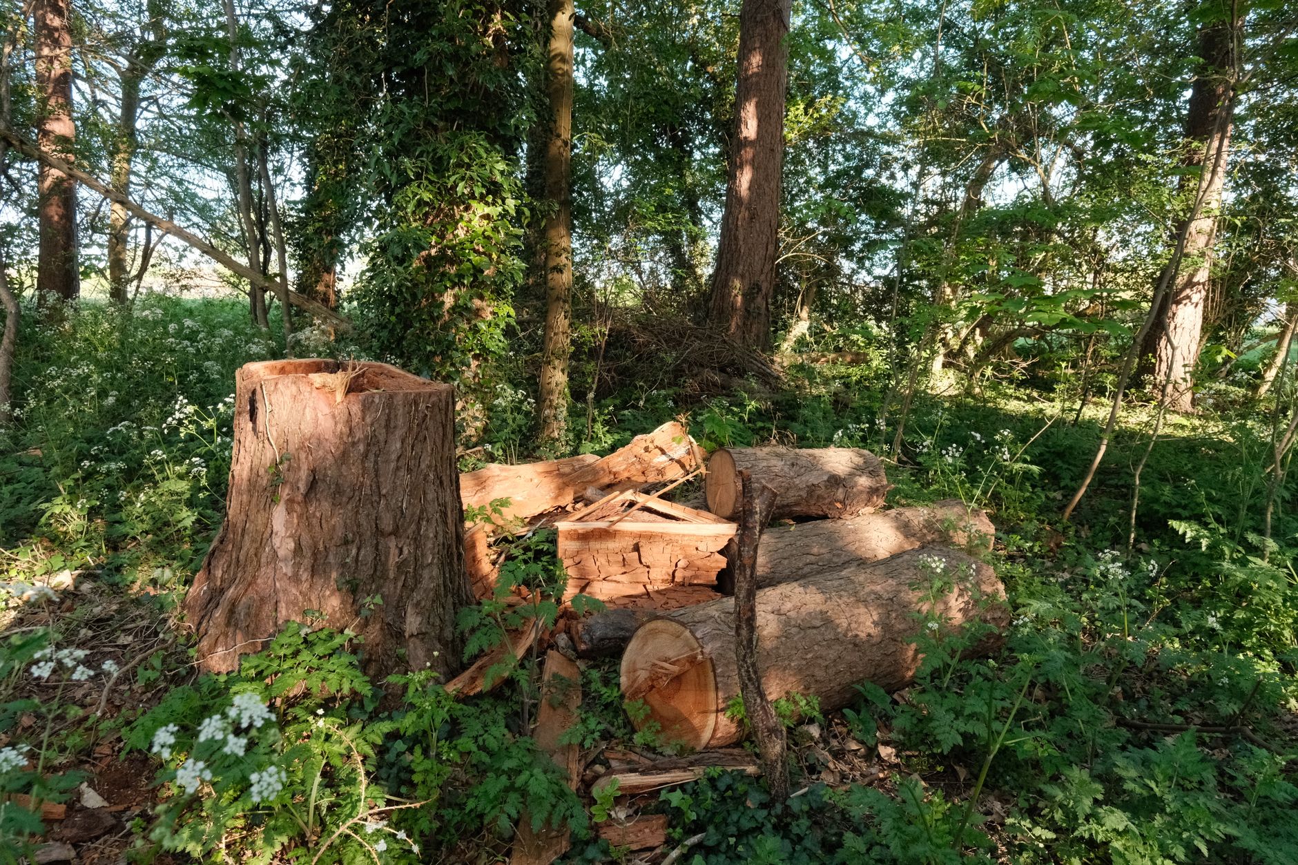Tree Trimming — Bunkhouse Tree Service